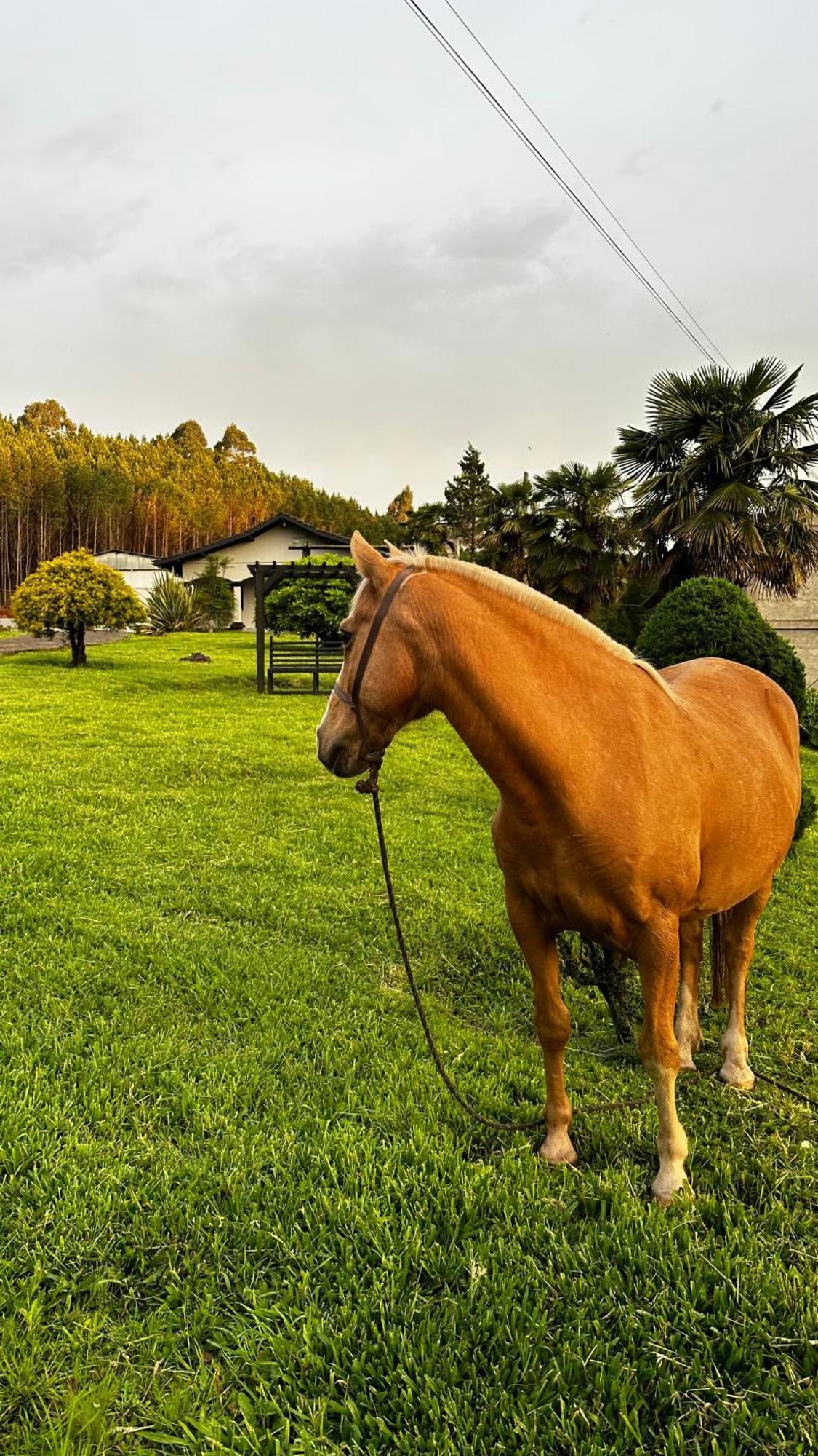 Pousada Serra & Jardim Bom Jardim da Serra Eksteriør bilde